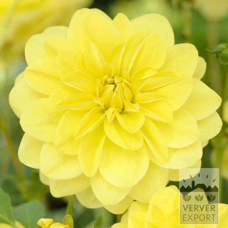 Dahlien 'Glorie van Heemstede' (22078)