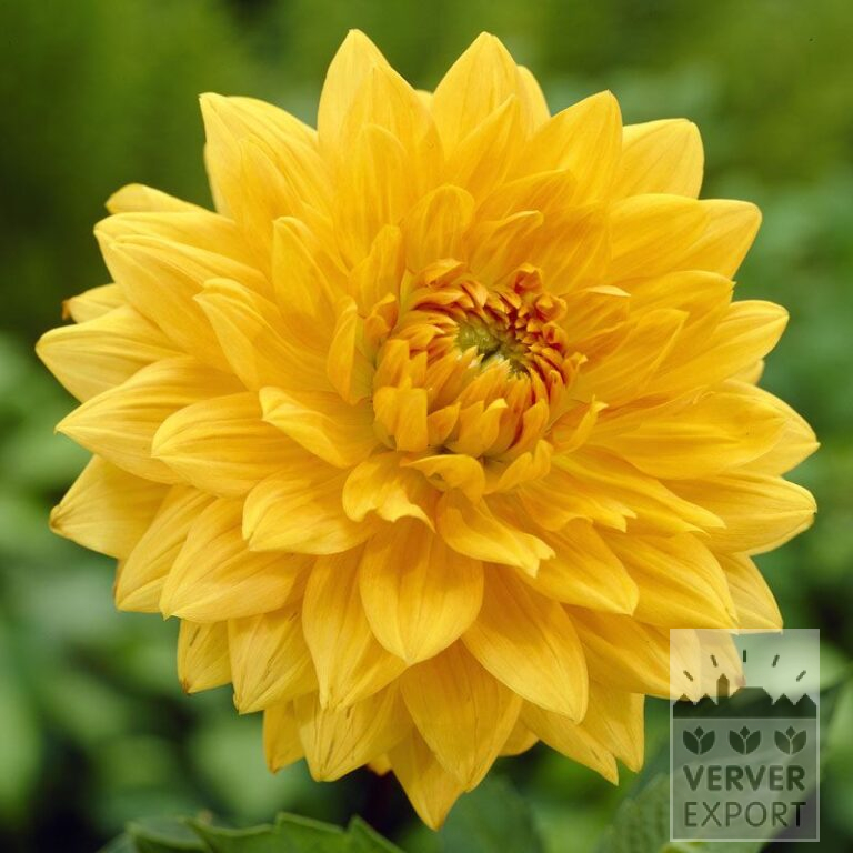 Dahlien 'Glorie van Noordwijk' (22079)