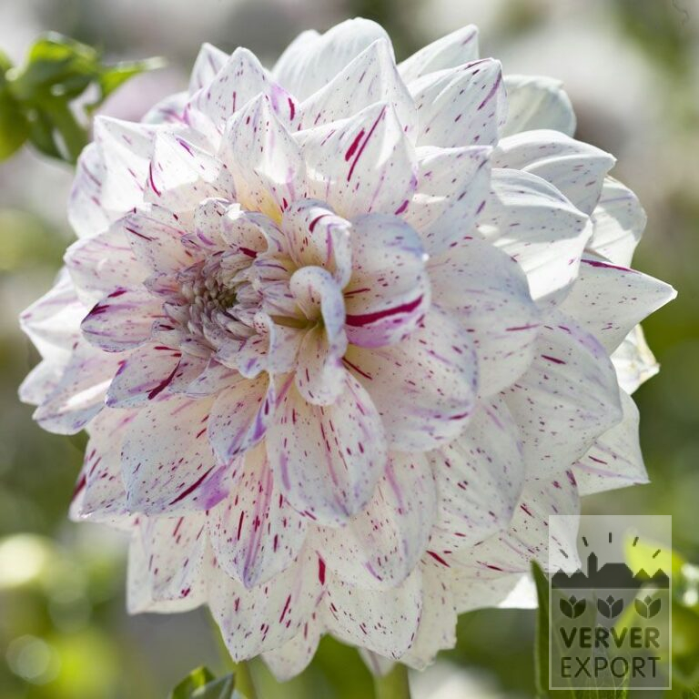 Dahlien 'Imagion' (22080)