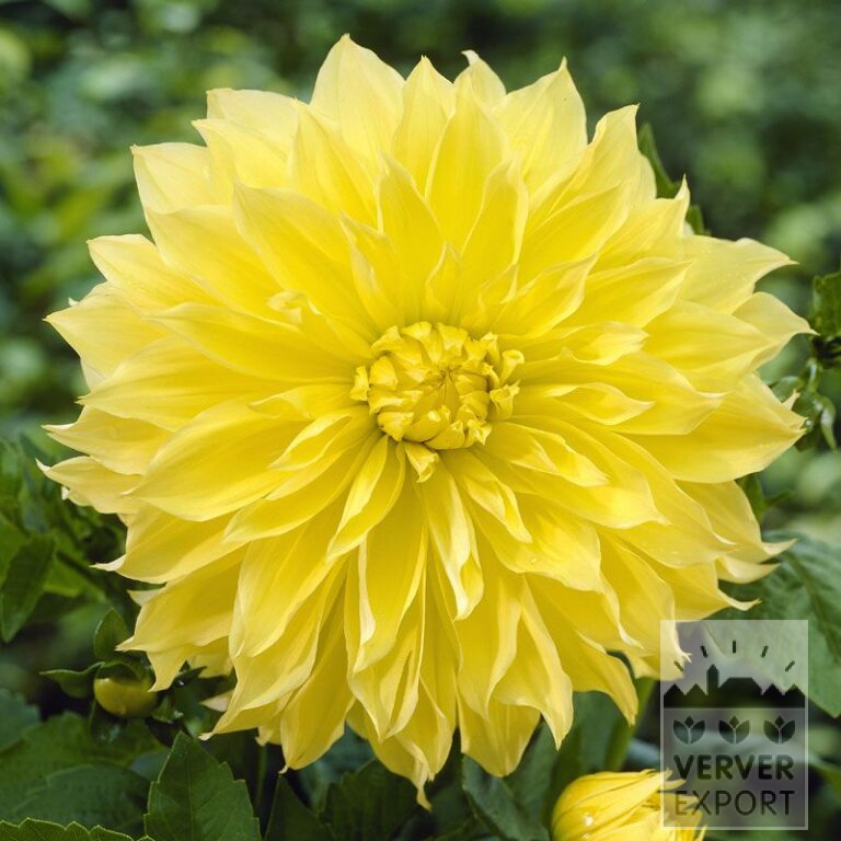 Dahlien 'Kelvin Floodlight' (22082)