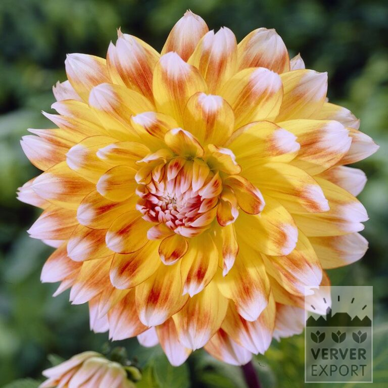 Dahlien 'Peaches and Cream' (22089)