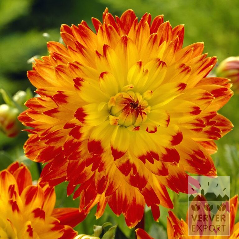 Dahlien 'Procyon' (22090)
