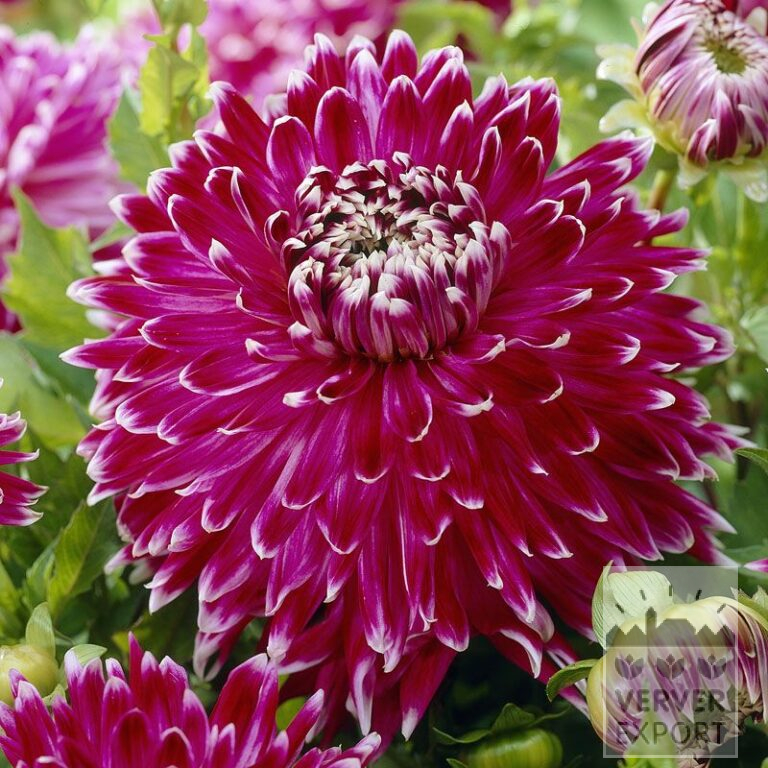 Dahlien 'Vancouver' (22096)