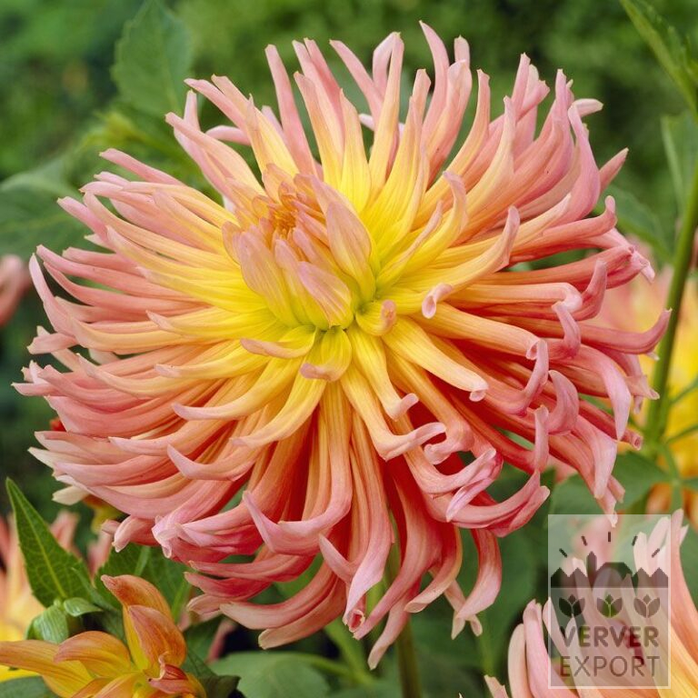 Dahlien 'Alfred Grille' (22099)