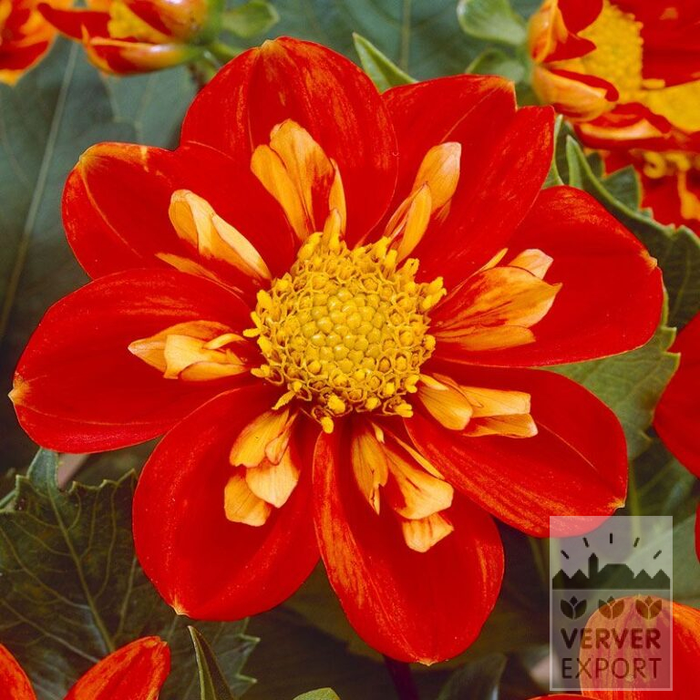 Dahlien 'Alstergruss' (22106)