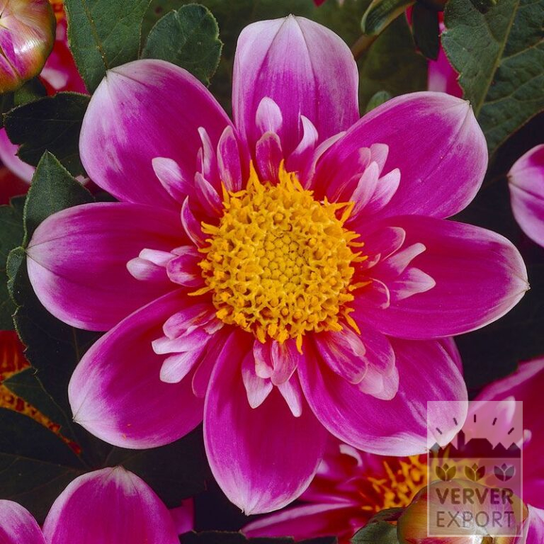 Dahlien 'Hartenaas' (22109)