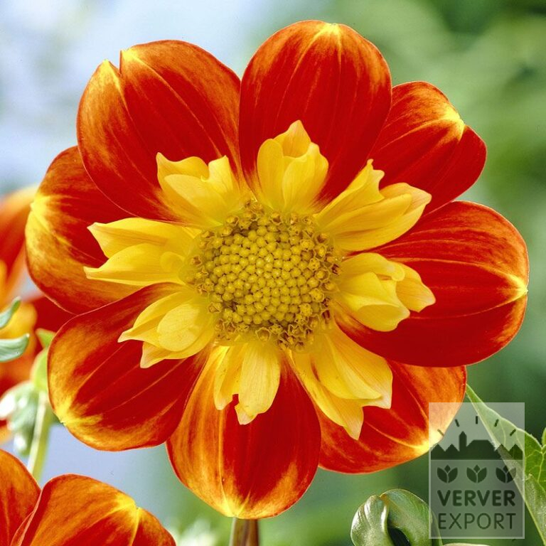 Dahlien 'Pooh' (22111)