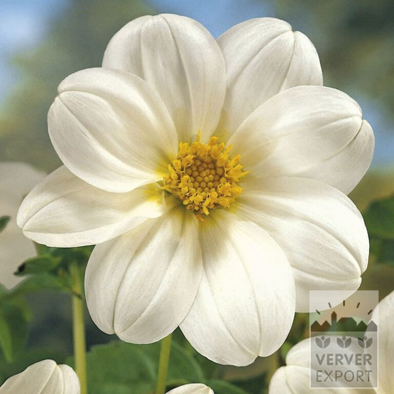 Dahlien 'Sneezy' (22114)