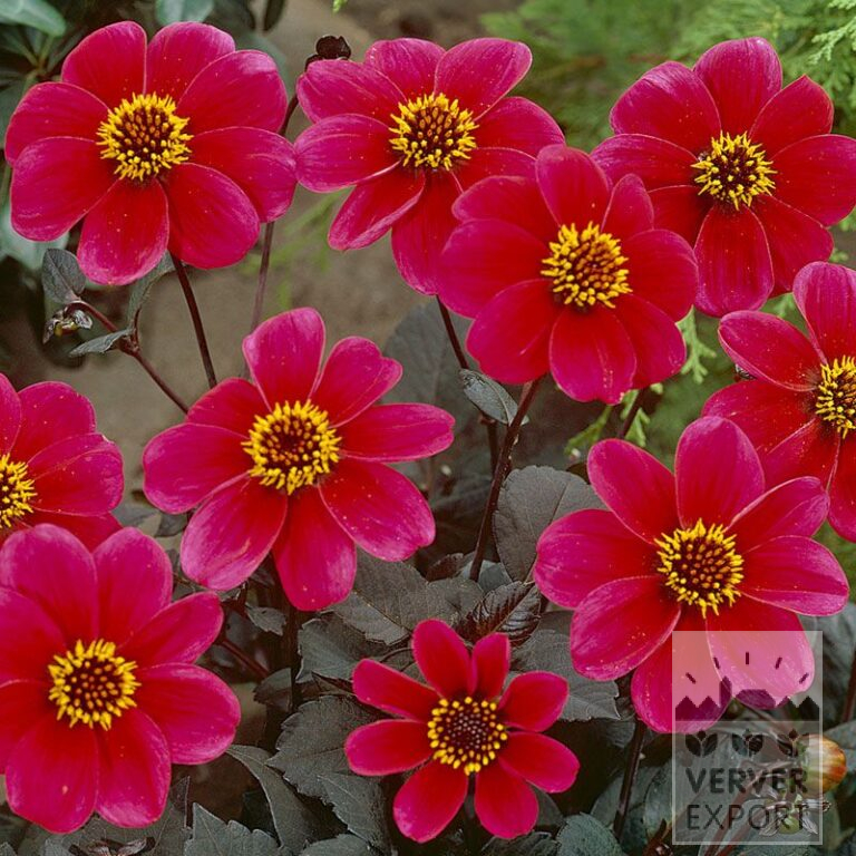Dahlien 'Roxy' (22116)
