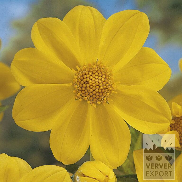 Dahlien 'Yellow Sneezy' (22117)