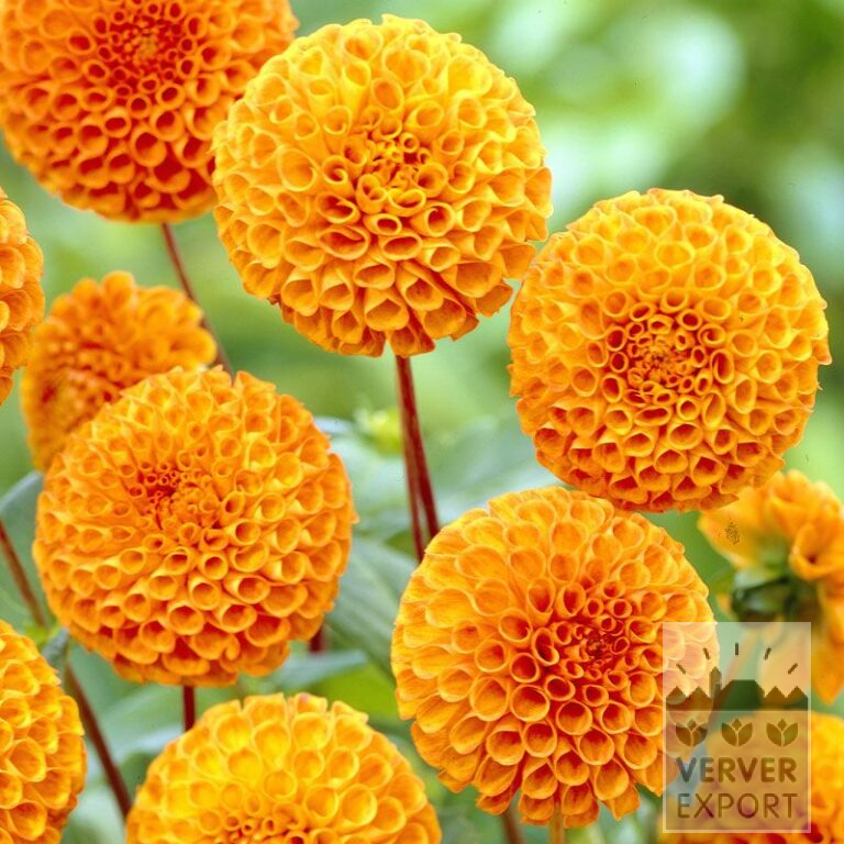 Dahlien 'Bantling' (22118)