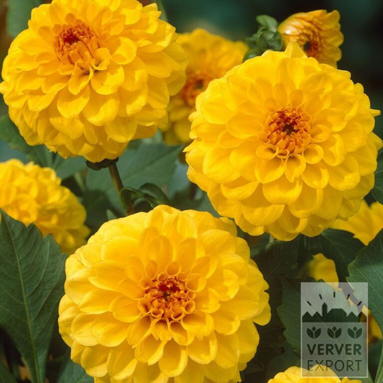 Dahlien 'Golden Scepter' (22121)