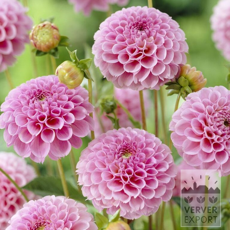 Dahlien 'Stolze von Berlin' (22124)