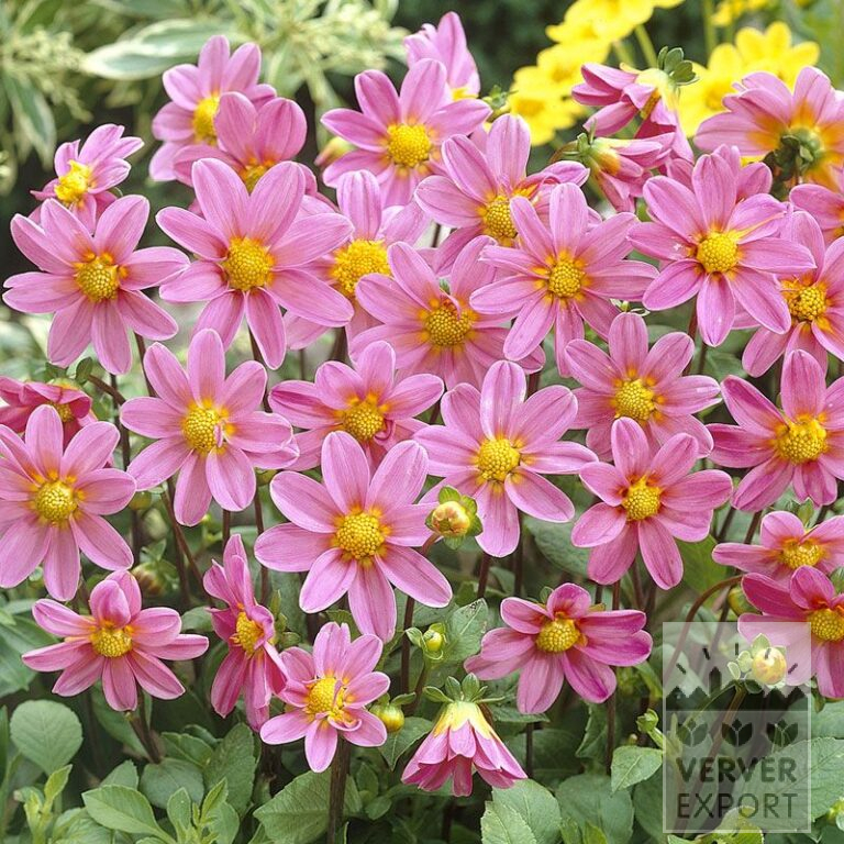 Dahlien 'Bonne Esperance' (22127)
