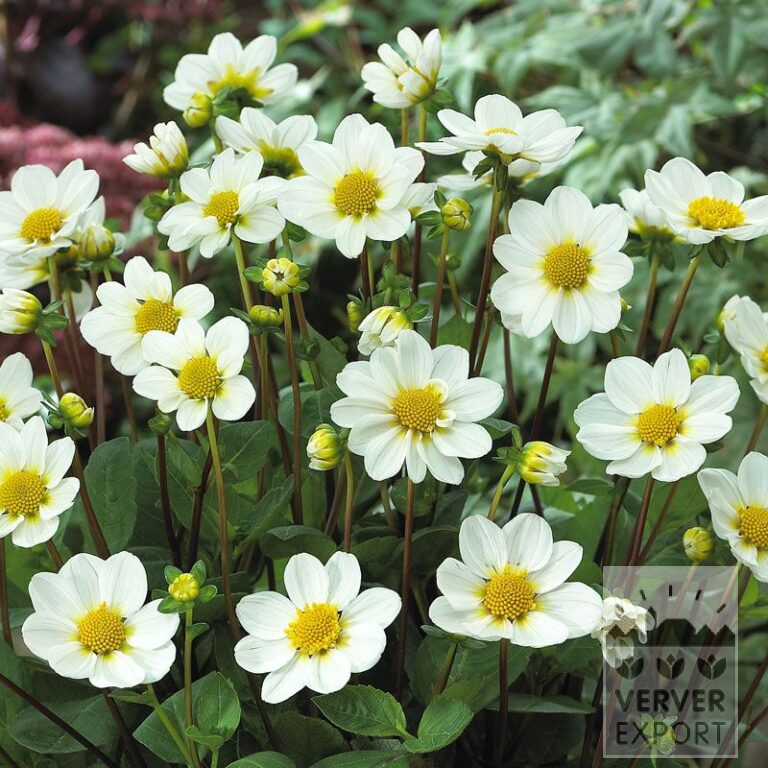 Dahlien 'Daniella' (22128)