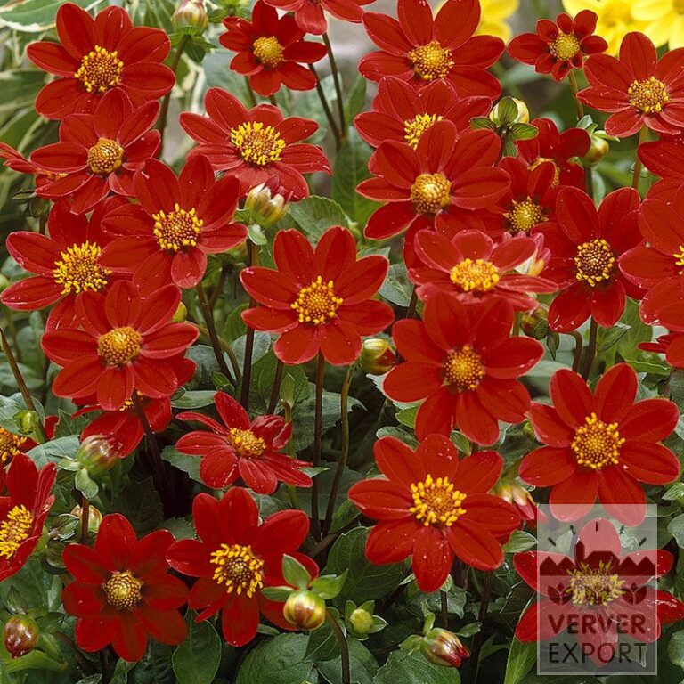 Dahlien 'Reddy' (22130)