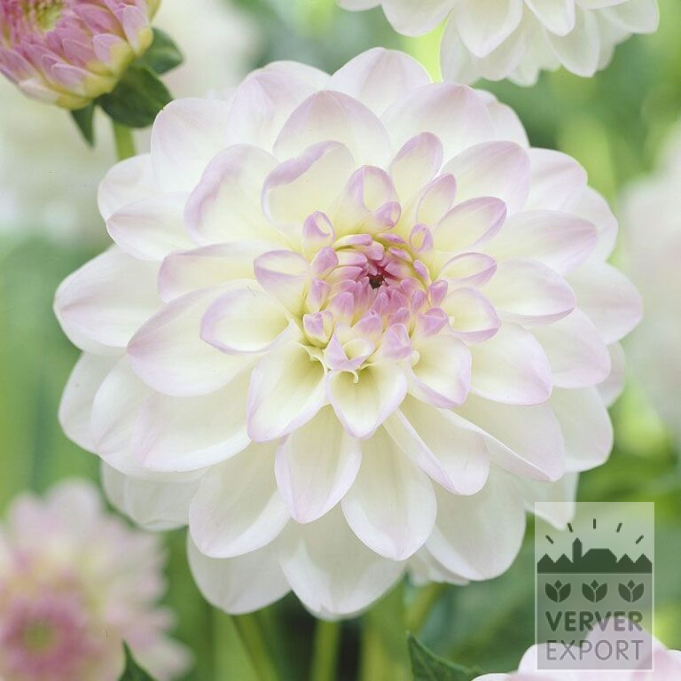 Dahlien 'Eveline' (22133)