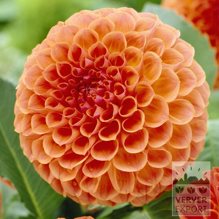 Dahlien 'Jowey Linda' (22136)