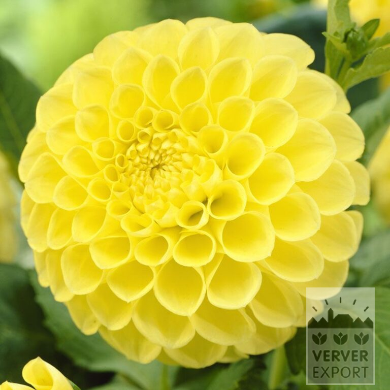 Dahlien 'Jowey Martina' (22137)