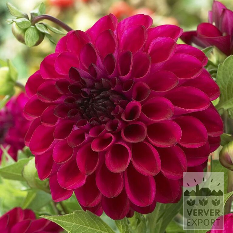 Dahlien 'Jowey Mirella' (22138)