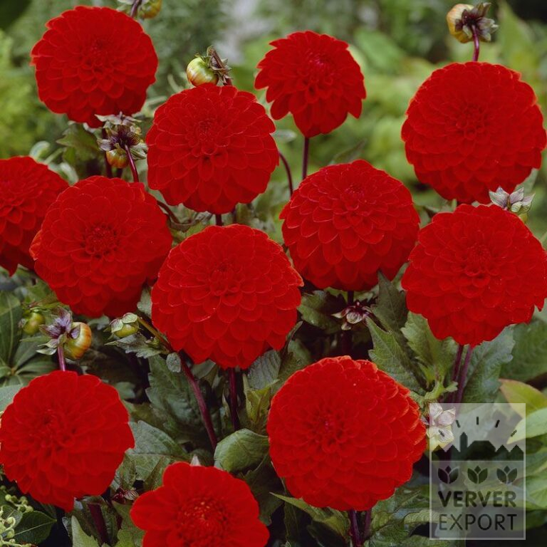 Dahlien 'Bolero' (22140)