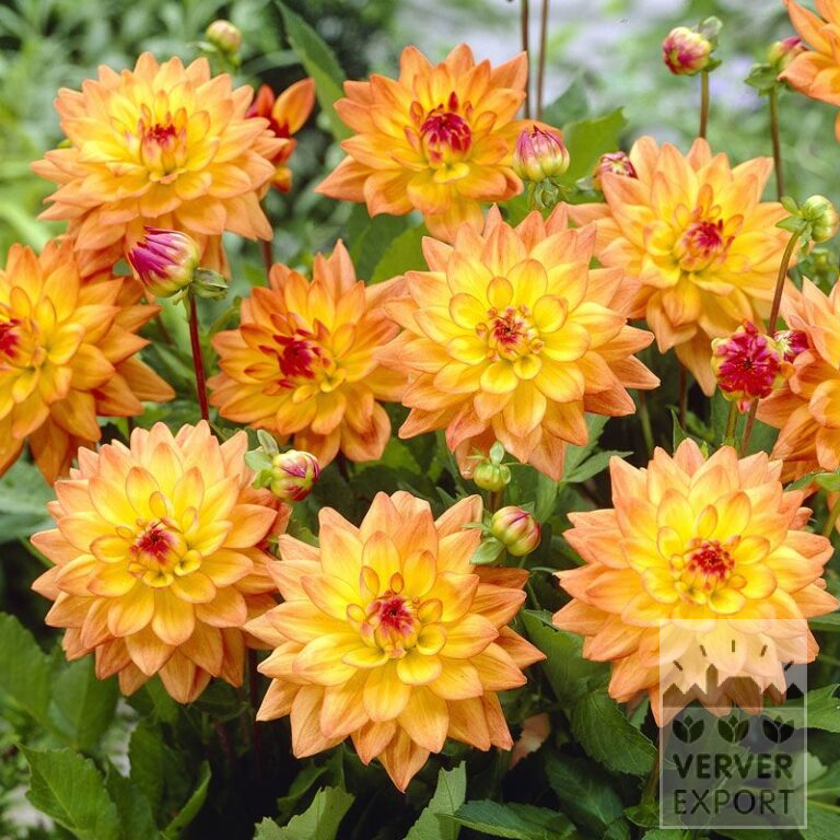 Dahlien 'Dora' (22141)