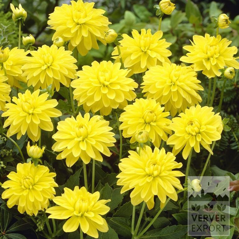 Dahlien 'Latin' (22143)