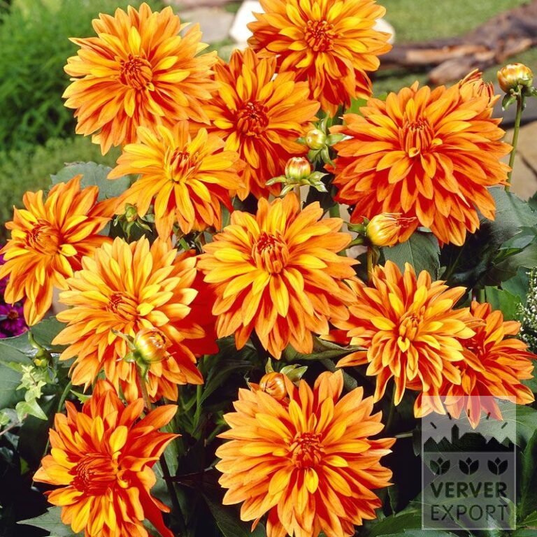 Dahlien Vorgetrieben 'Swing' (30013)