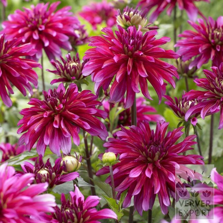 Dahlien 'Art Nouveau' (22146)