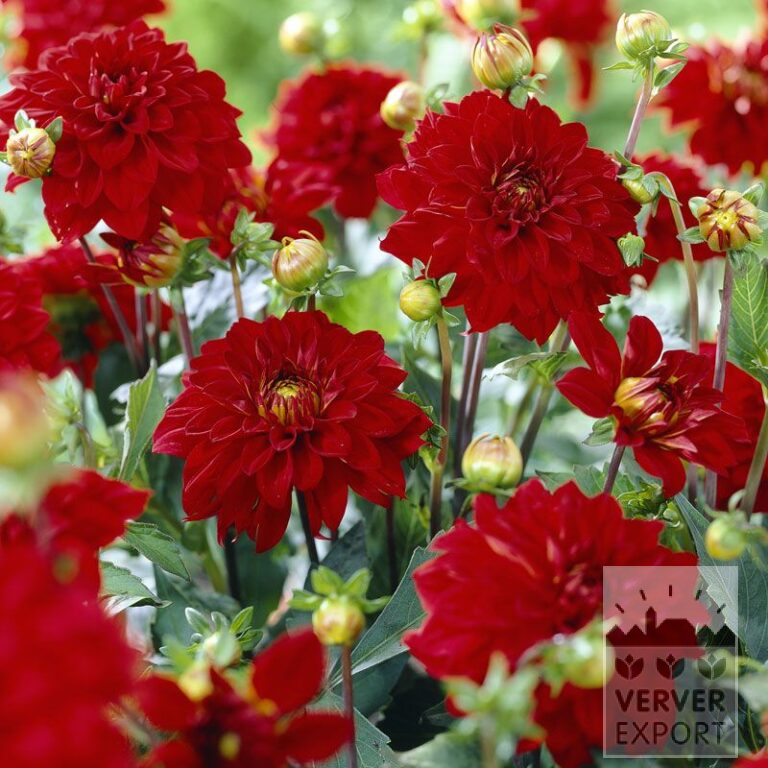 Dahlien 'Singer' (22150)