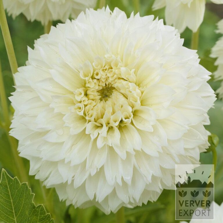 Dahlien 'Myama Fubuki' (22166)