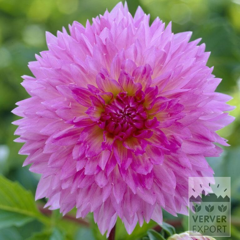 Dahlien 'Sakura Fubuki' (22168)