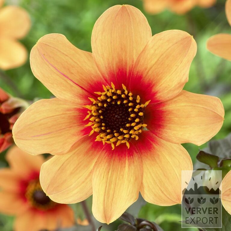 Dahlien 'Date' (22169)
