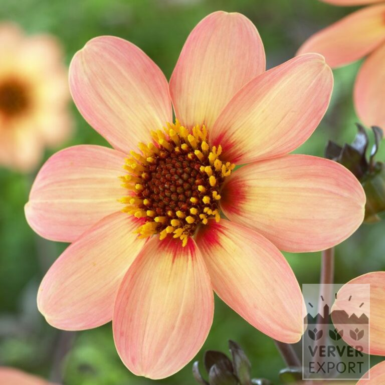 Dahlien 'First Love' (22170)