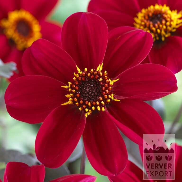 Dahlien 'Romeo' (22171)