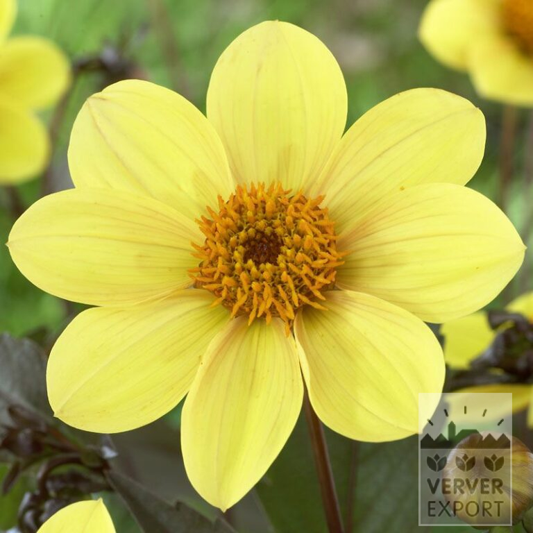 Dahlien 'Party' (22173)