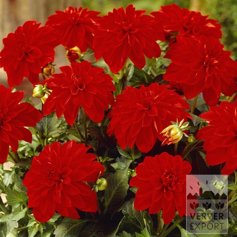 Dahlien 'Red Arizona' (22174)