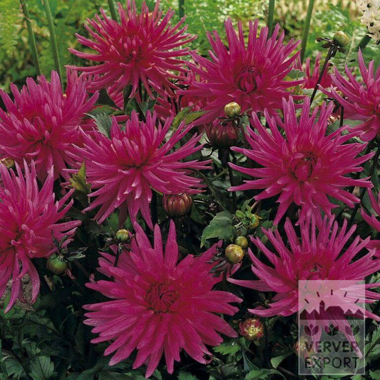 Dahlien 'Blue Record' (22176)