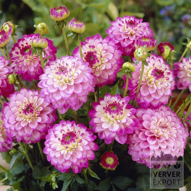 Dahlien 'Dixie' (22189)