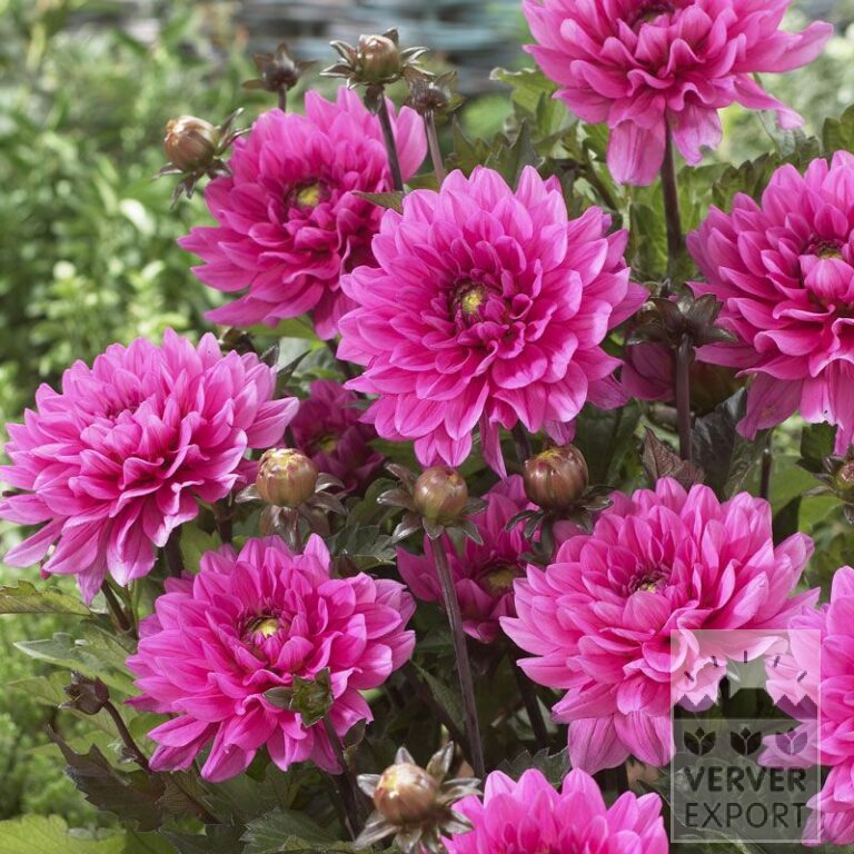 Dahlien 'Fanfare' (22190)