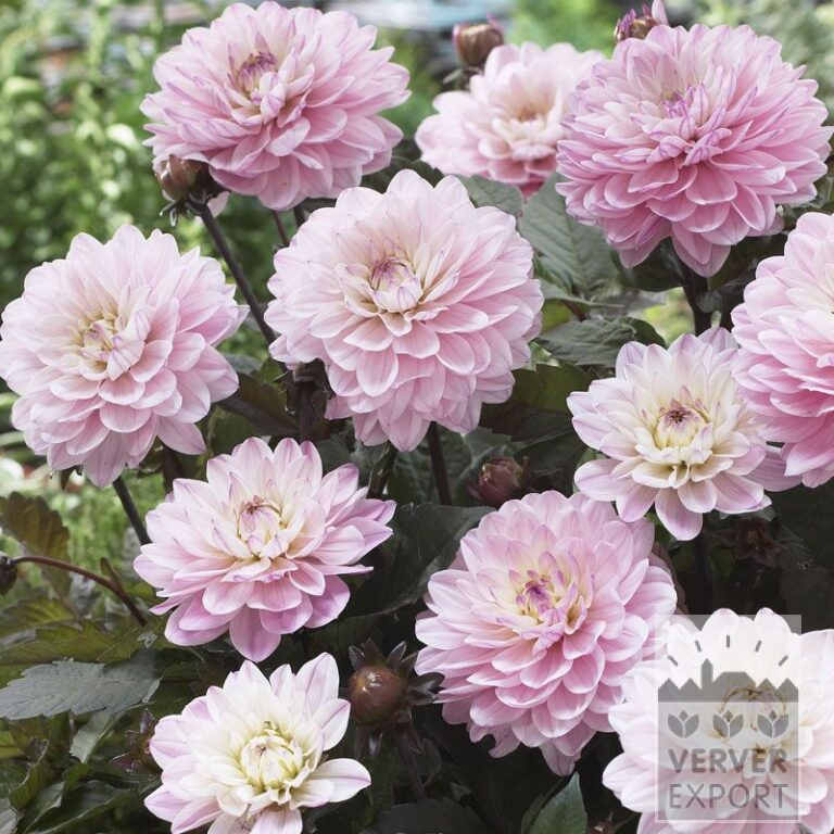 Dahlien 'Harmony' (22191)