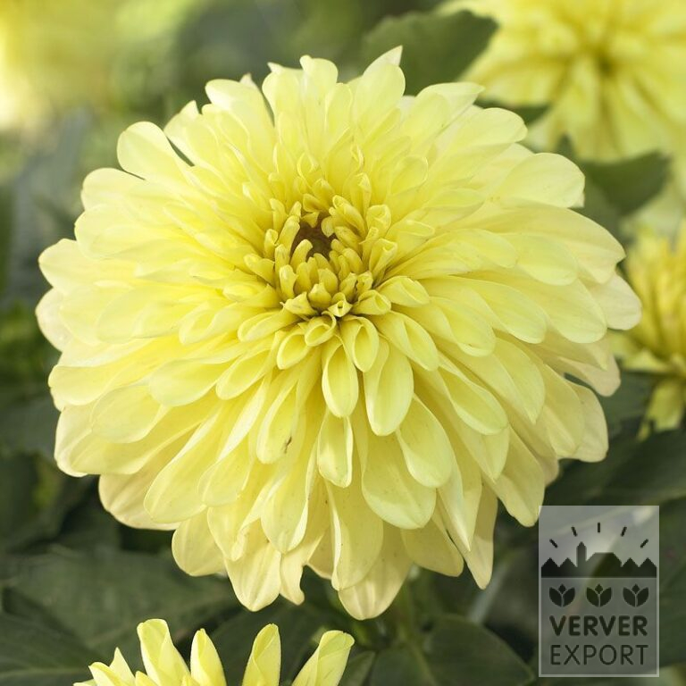 Dahlien 'Serenade' (22192)