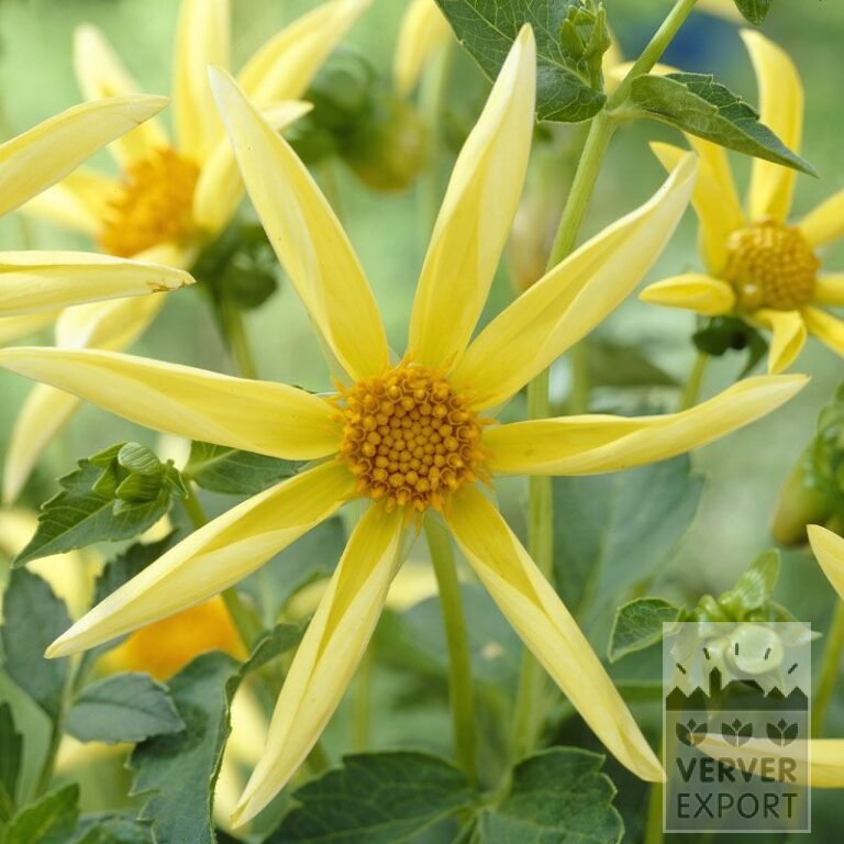 Dahlien Honka Gelb (22198)