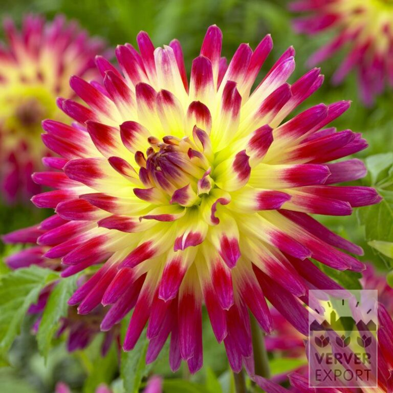 Dahlien 'Tahiti Sunrise' (22201)