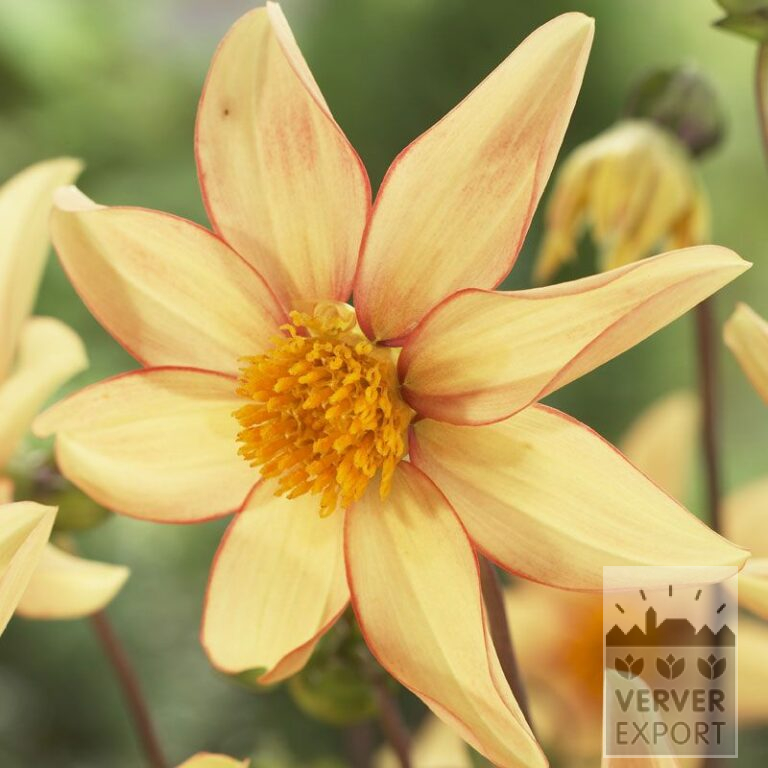 Dahlien 'Dakota' (22203)