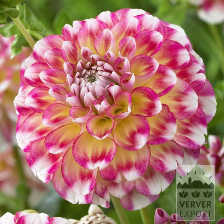 Dahlien 'Hawaii' (22205)