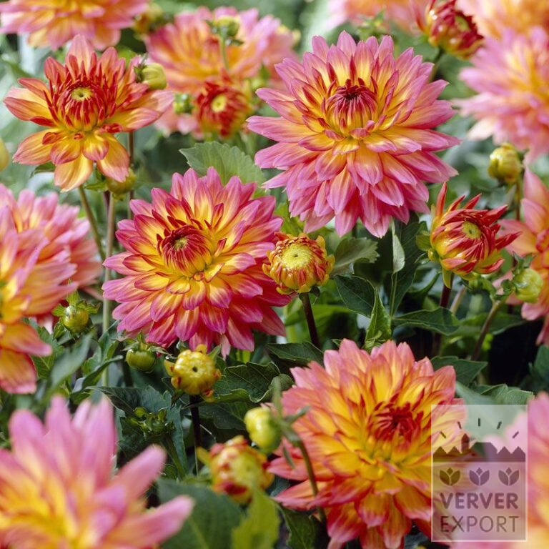 Dahlien 'Pablo' (22210)