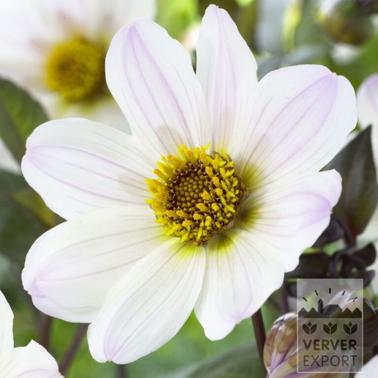 Dahlien 'Bishop of Dover' (22211)
