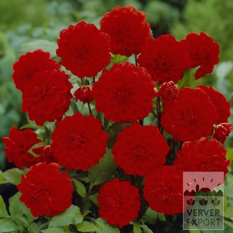 Dahlien 'Arnhem' (22213)