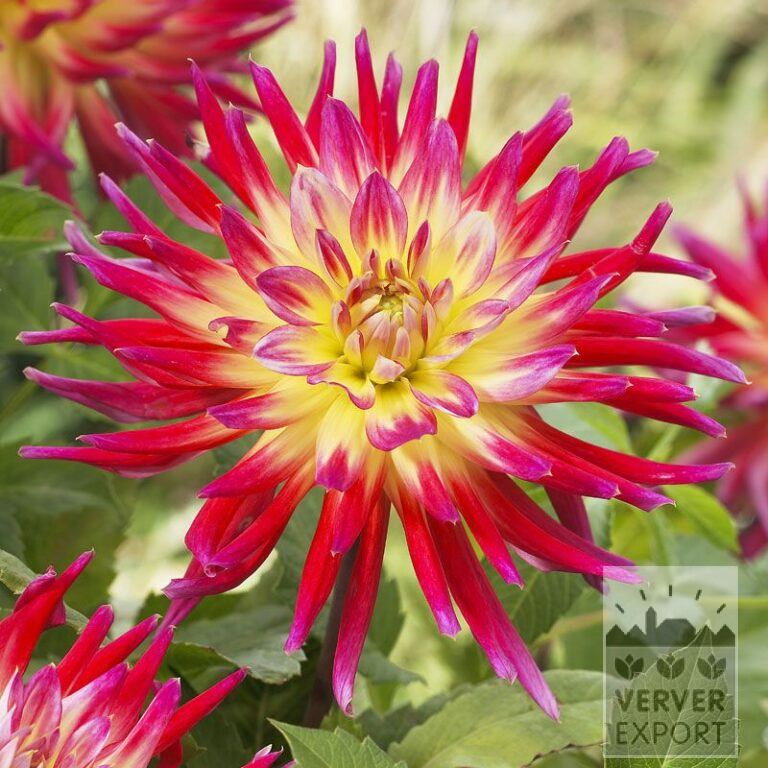 Dahlien 'Bora Bora' (22216)